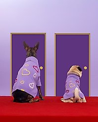 maxbone Valentine's Day x Love Is Blind Jumper Dog Sweater, Purple, Medium slide 2 of 5
