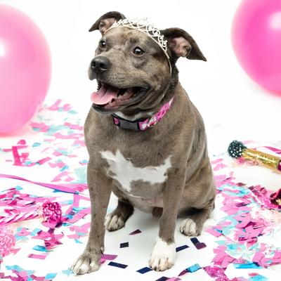 Show full view: Country Brook Design Oh My Dog Deluxe Dog Collar, Pink, Medium slide 3 of 8