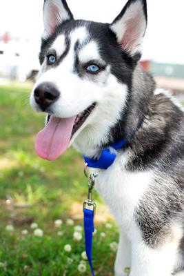 Show full view: Country Brook Design Nylon Dog Leash, 6-ft, Bright Royal Blue, Large slide 3 of 8
