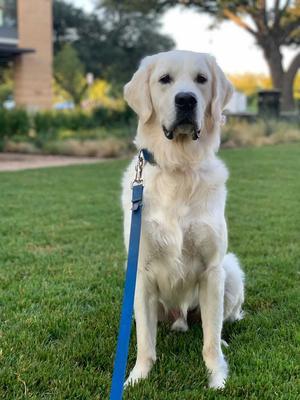 Show full view: Country Brook Design Nylon Dog Leash, 6-ft, Bright Royal Blue, Large slide 2 of 8