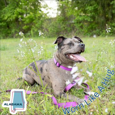 Show full view: Country Brook Design Nylon Dog Leash, 6-ft, Bright Purple, Large slide 7 of 7