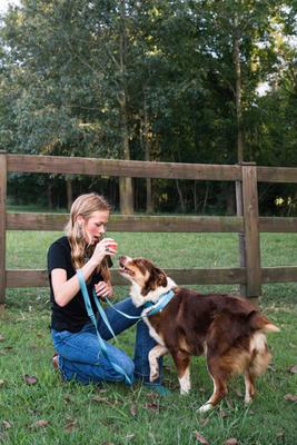 Show full view: Country Brook Design Nylon Dog Leash, 6-ft, Ice Blue, Large slide 2 of 7