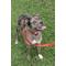 Show in main carousel: Country Brook Design Nylon Dog Leash, 6-ft, Bright Red, Large slide 2 of 7