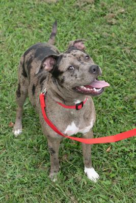 Show full view: Country Brook Design Nylon Dog Leash, 6-ft, Bright Red, Large slide 2 of 7