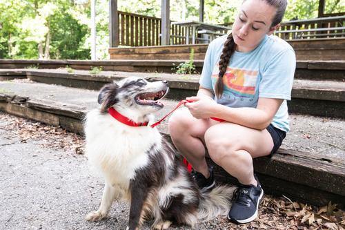 Show full view: Country Brook Design Nylon Dog Leash, 6-ft, Bright Red, Large slide 3 of 7