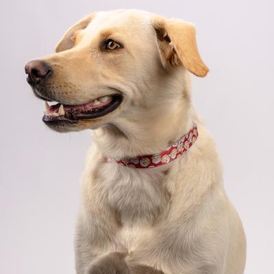 Show full view: Country Brook Design Where's Merry Martingale Dog Collar, Large slide 2 of 6