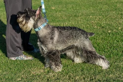 Show full view: Country Brook Design Snowy Pines Martingale Dog Collar, Small slide 2 of 6