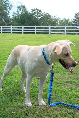 Show full view: Country Brook Design Winter Wonderland Martingale Dog Collar, Large slide 2 of 6