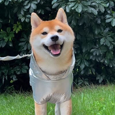 Show full view: Pebot Alita+ Travel Pouch Hooded Lightweight Dog & Cat Waterproof Rain Jacket, Size 26 slide 2 of 7