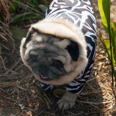 Show full view: Pebot Buzzz Off Dog & Cat Natural Anti-Mosquito Repellent Onesie, Standard Leg, Size 8 slide 5 of 7