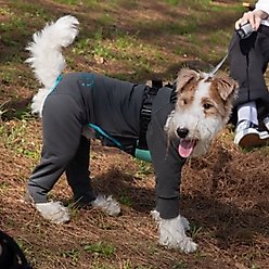 Pebot Troublemaker Dog & Cat UV Protection Onesie, Dark Gray, Size 14 slide 2 of 7