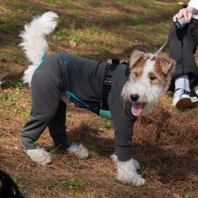 Show full view: Pebot Troublemaker Dog & Cat UV Protection Onesie, Dark Gray, Size 10 slide 5 of 7