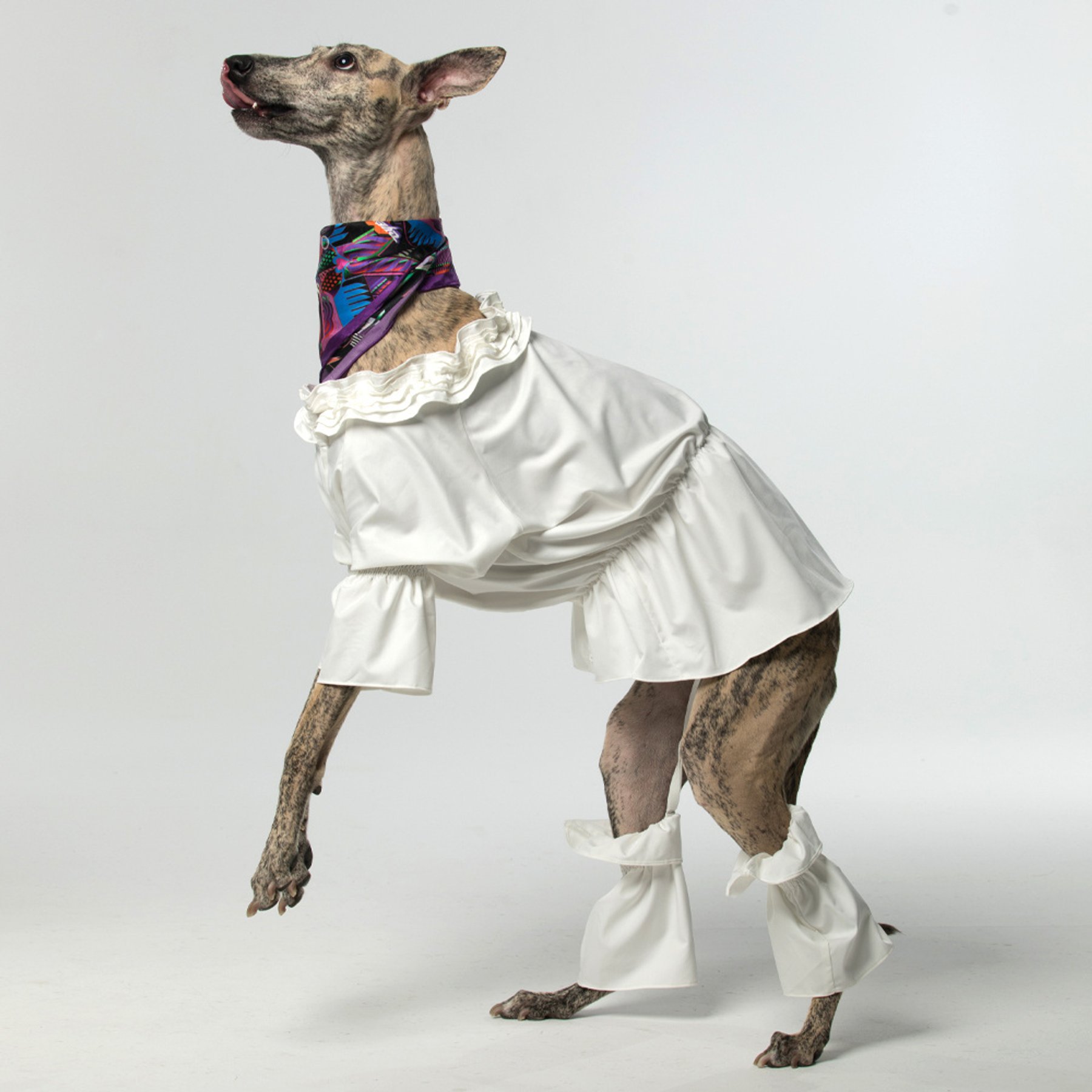 Pebot Queen Dog & Cat Blouse & Bloomer Set, White, 22