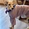 Show in main carousel: Pebot Queen Dog & Cat Blouse & Bloomer Set, Lilac, 10 slide 3 of 4
