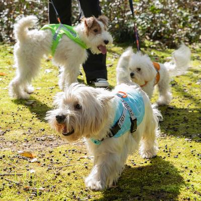 Show full view: Pebot Hedwig Dog & Cat Sun Protection Cooling Harness, Size 12 slide 4 of 5