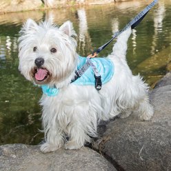 Pebot Hedwig Dog & Cat Sun Protection Cooling Harness, Turquoise Geo, Size 18