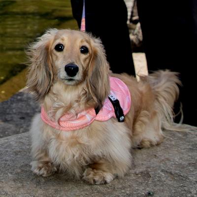 Show full view: Pebot Hedwig Dog & Cat Sun Protection Cooling Harness, Pink Geo, Size 10 slide 3 of 5