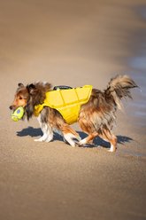 Noah & Paw Reflective Dog Life Jacket, Yellow, X-Large slide 2 of 8