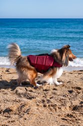 Noah & Paw Reflective Dog Life Jacket, Red, Large slide 2 of 8