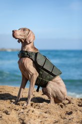 Noah & Paw Reflective Dog Life Jacket, Green, Large slide 2 of 8