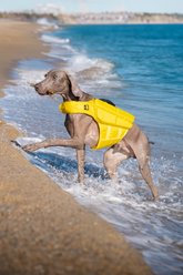 Noah & Paw Reflective Dog Life Jacket, Yellow, Large slide 2 of 8