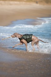 Noah & Paw Reflective Dog Life Jacket, Green, Medium slide 2 of 8