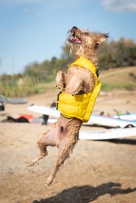 Show full view: Noah & Paw Reflective Dog Life Jacket, Yellow, Small slide 6 of 8