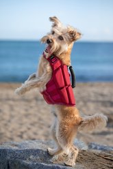Noah & Paw Reflective Dog Life Jacket, Red, Small slide 2 of 8