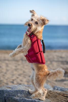 Show full view: Noah & Paw Reflective Dog Life Jacket, Red, Small slide 9 of 9