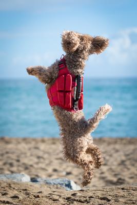 Show full view: Noah & Paw Reflective Dog Life Jacket, Red, Small slide 8 of 9