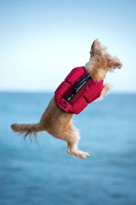 Show full view: Noah & Paw Reflective Dog Life Jacket, Red, Small slide 7 of 9
