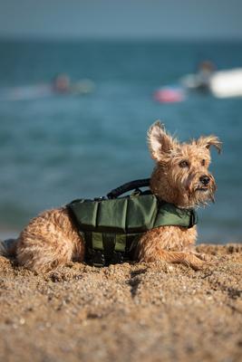 Show full view: Noah & Paw Reflective Dog Life Jacket, Green, Small slide 8 of 9
