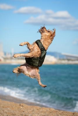 Show full view: Noah & Paw Reflective Dog Life Jacket, Green, Small slide 7 of 9