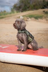 Noah & Paw Reflective Dog Life Jacket, Green, X-Small slide 2 of 9