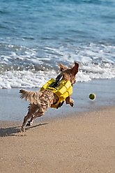 Noah & Paw Reflective Dog Life Jacket, Yellow, Small slide 2 of 8