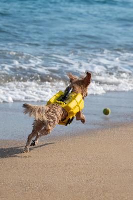 Show full view: Noah & Paw Reflective Dog Life Jacket, Yellow, Small slide 7 of 8