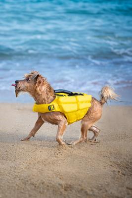 Show full view: Noah & Paw Reflective Dog Life Jacket, Yellow, Small slide 8 of 8