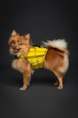 Show full view: Noah & Paw Reflective Dog Life Jacket, Yellow, Small slide 2 of 8