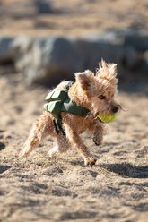 Noah & Paw 4-cube Reflective Dog Life Jacket, Green, Small slide 2 of 8