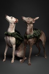 Noah & Paw Reflective Dog Life Jacket, Green, X-Small slide 2 of 8