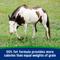 Show in main carousel: Farnam Weight Builder Weight Support Supplement for Horses, 7.5-lb, 30 Day Supply slide 4 of 10