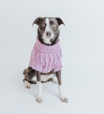 Show full view: Sassy Woof Cable Knit Dog Sweater, Lavender, Large slide 8 of 9