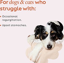 Super Snouts Pumpkin Latte Dog & Cat Digestive Supplement, 5-oz jar slide 2 of 9