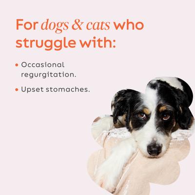 Show full view: Super Snouts Pumpkin Latte Dog & Cat Digestive Supplement, 5-oz jar slide 5 of 11