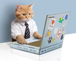 Suck UK Cat Playhouse Laptop Scratch Pad slide 1 of 8