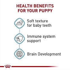 Royal Canin Size Health Nutrition Medium Puppy Thin Slices in Gravy Wet Dog Food, 13-oz, case of 12 slide 2 of 9