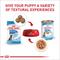 Show in main carousel: Royal Canin Size Health Nutrition Large Puppy Thin Slices in Gravy Wet Dog Food, 13-oz, case of 12 slide 6 of 12