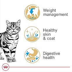 Royal Canin Feline Breed Nutrition American Shorthair Adult Dry Cat Food, 5.5-lb bag slide 2 of 8