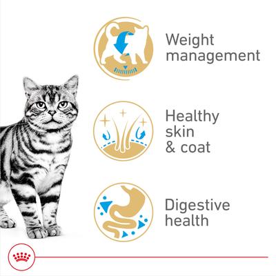 Show full view: Royal Canin Feline Breed Nutrition American Shorthair Adult Dry Cat Food, 5.5-lb bag slide 3 of 12