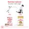 Show in main carousel: Royal Canin Feline Breed Nutrition Siamese Adult Dry Cat Food, 6-lb bag slide 5 of 12